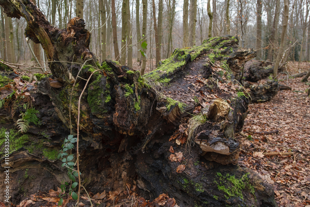 Ancient tree stump covered in moss surrounded by a serene forest landscape in early spring Ancient tree stump covered in moss surrounded by a serene forest landscape in early spring