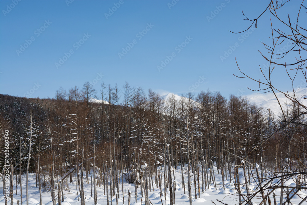 Obraz premium 冬の晴れた日の青い池 美瑛町 