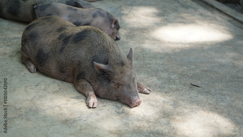 Portrait of a group of pigs (Sus scrofa domestica) at the Gembiroloka animal park in Yogyakarta	