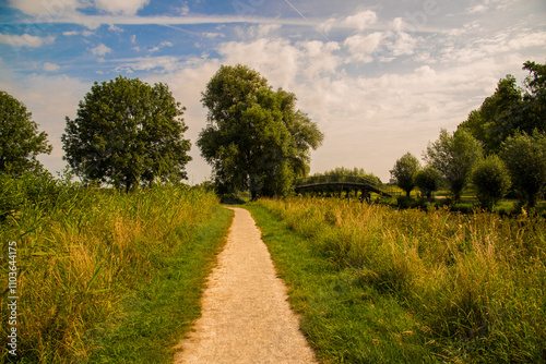 Green Pathway Through the Forest