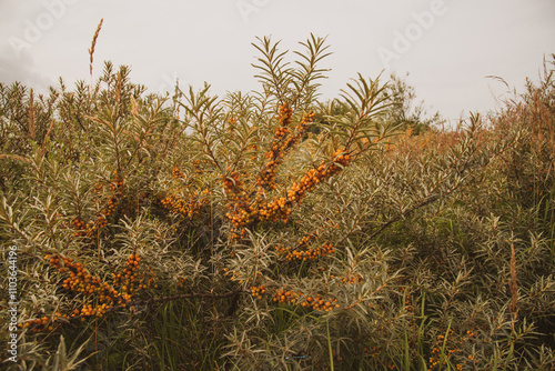 Wild buckthorn with orange berries