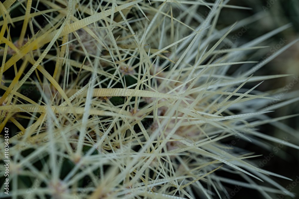 Macro photography of nature, cactus needles Macro photography of nature, cactus needles