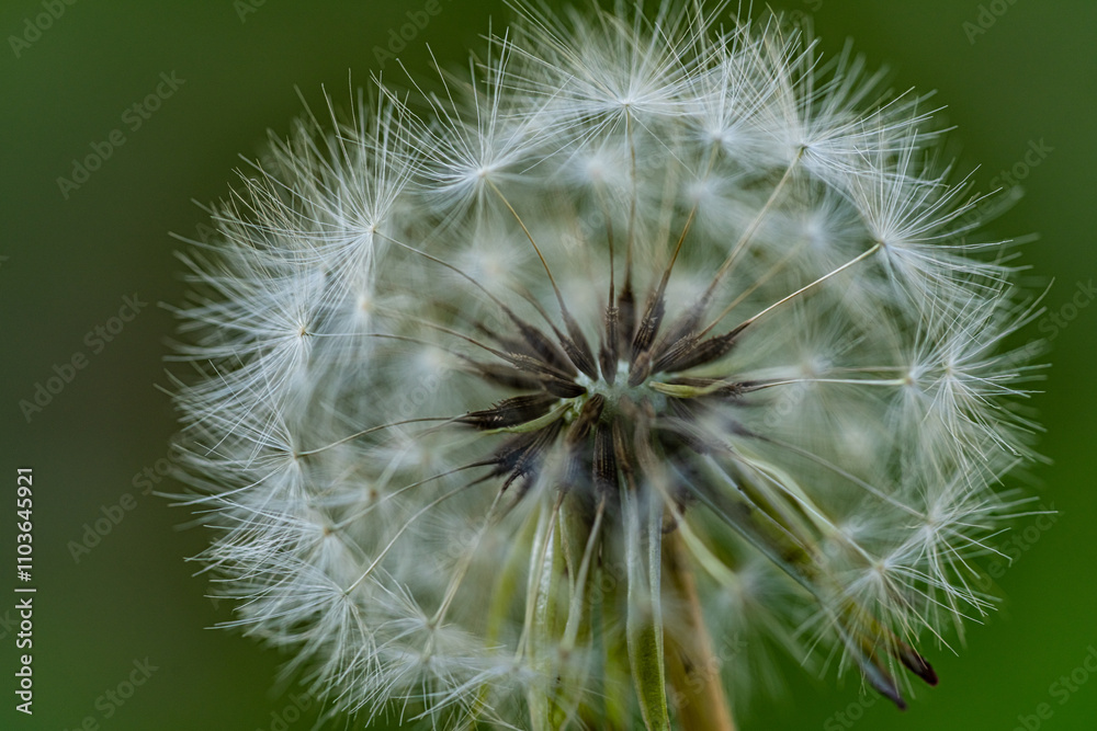 Fototapeta premium Macro photography of nature, white fluffy dandelion