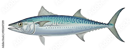 Vintage King Mackerel (Scomberomorus cavalla) Lithograph