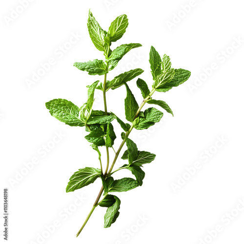 Fresh mint isolated on white background
