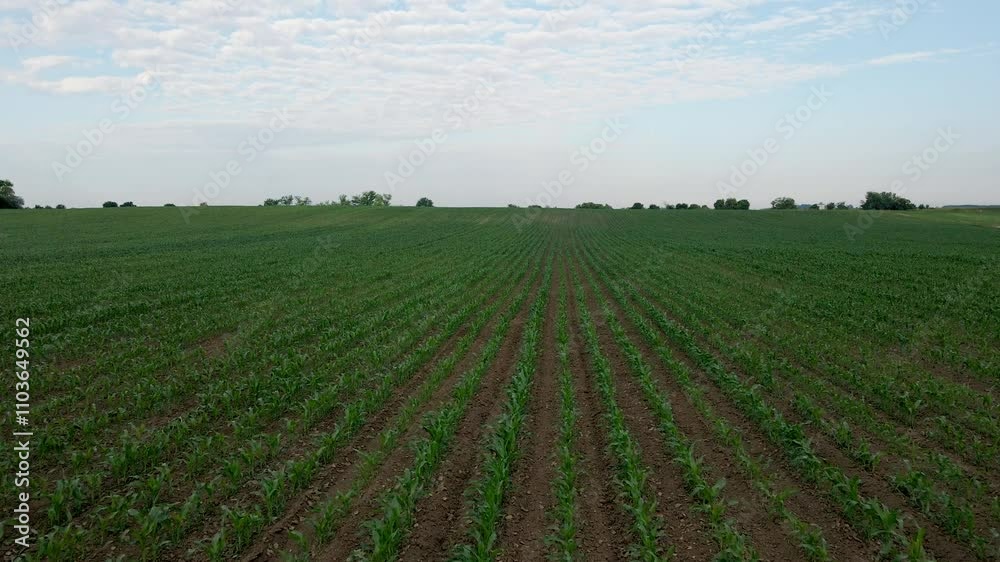 New crops grow steadily in expansive farmland under a clear sky in rural countryside New crops grow steadily in expansive farmland under a clear sky in rural countryside