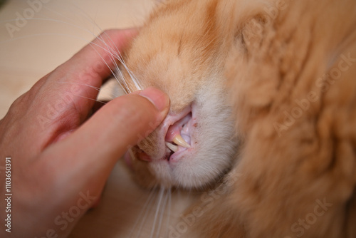猫の口をひっぱって犬歯を確認（マンチカン）
