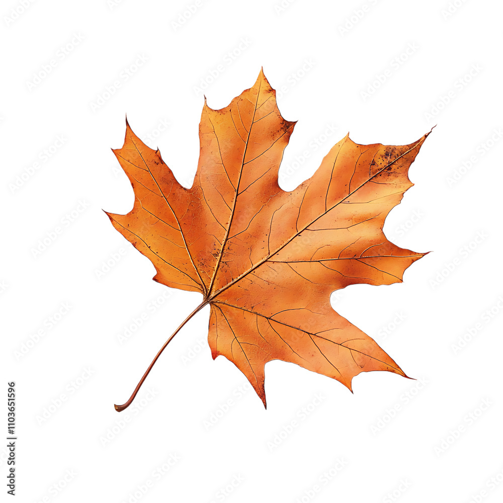 Obraz premium Autumn maple leaf isolated on white background 