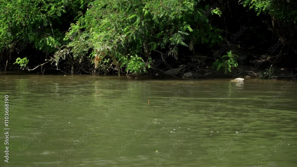 Nature's tranquility captured near a serene riverbank surrounded by lush greenery on a sunny day Nature's tranquility captured near a serene riverbank surrounded by lush greenery on a sunny day