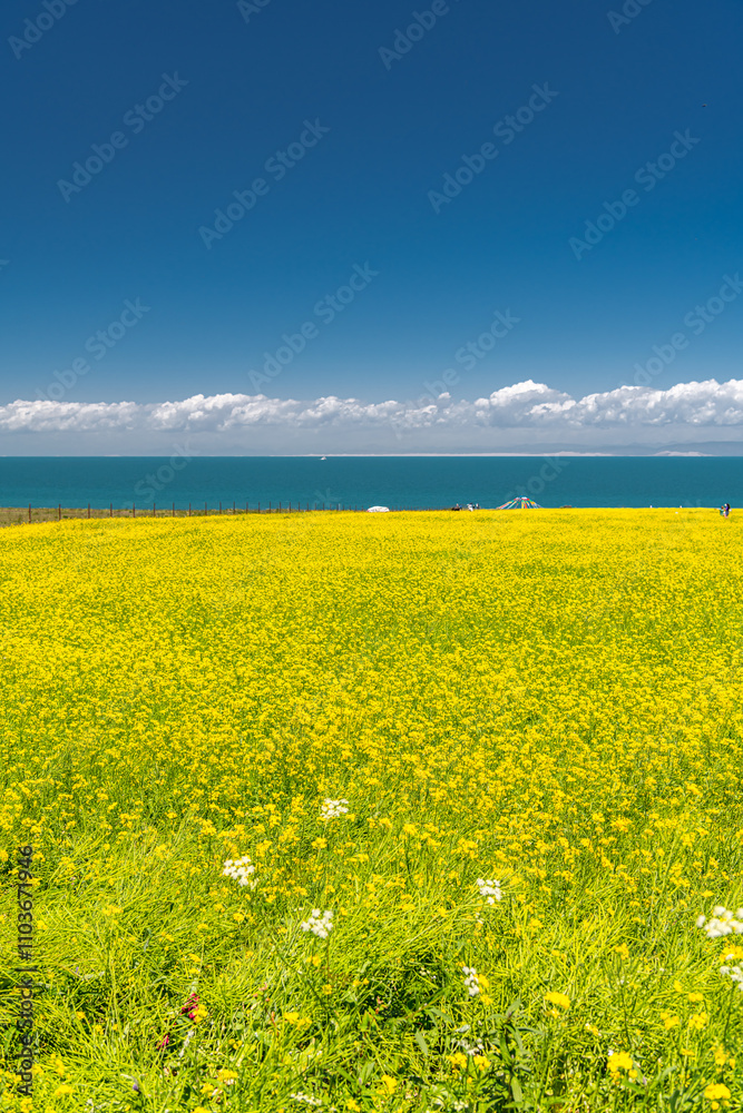 Fototapeta premium Qinghai Lake, Eastern Tibet, Qinghai province, China