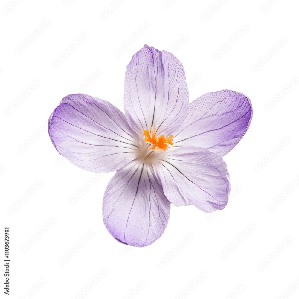 Simple Purple Crocus Flower Isolated on White Background Simple Purple Crocus Flower Isolated on White Background