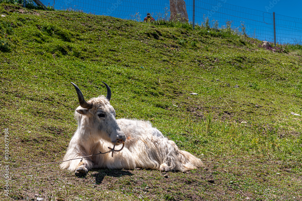 White yak peacefully laying on the grass around Qinghai lake, China White yak peacefully laying on the grass around Qinghai lake, China