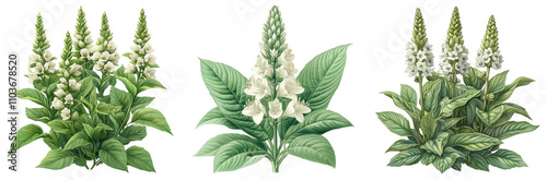 botanical illustration of white flowers with green leaves elegant design transparent background
