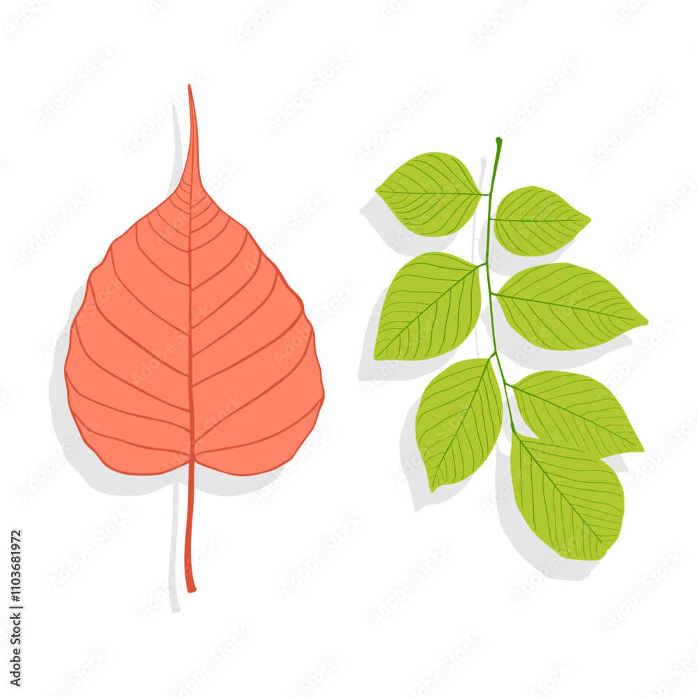Fototapeta premium Vector illustration of red-green leaves