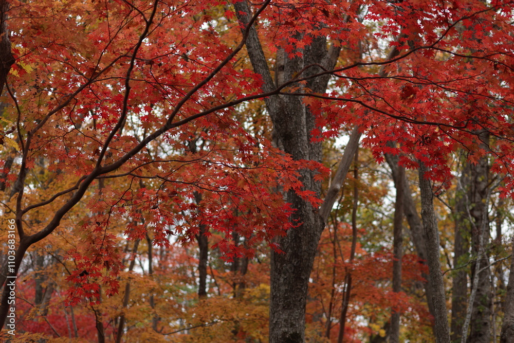秋の色が完熟の様相を見せる森の中