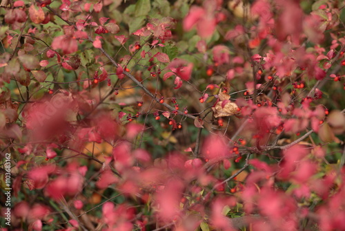 紅葉したツリバナ