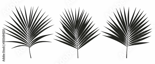 Set of black palm leaf silhouettes isolated on a white background, vector illustration design. 