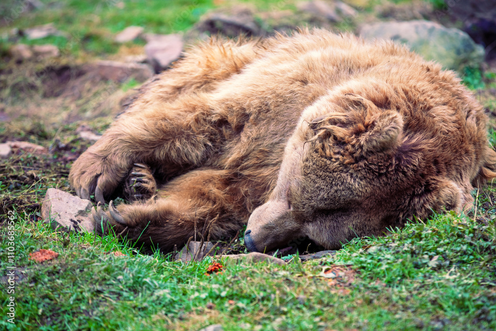 Fototapeta premium A sleeping adult brown bear in the wild forest