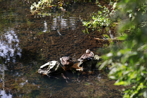 Wild ducks swimming in the lake