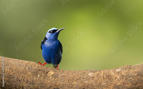 männlicher Türkisnaschvogel,  Rotfußhonigsauger (Cyanerpes cyaneus) photo