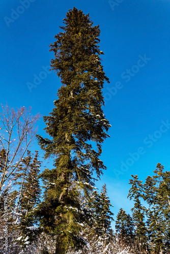 Landscapes - Forest - Europe, Romania, Suceava region