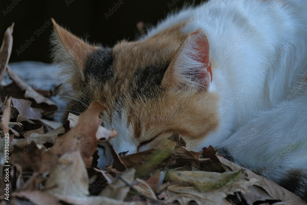 Fototapeta premium Cute cat sleeping in the autumn leaves. Selective focus.