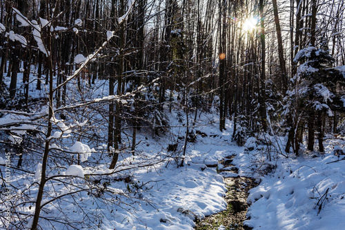 Landscapes - Forest - Europe, Romania, Suceava region