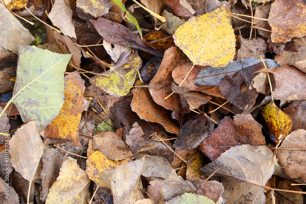 Detailed close-up of colorful autumn leaves scattered on the forest floor, showcasing textures and natural patterns Detailed close-up of colorful autumn leaves scattered on the forest floor, showcasing textures and natural patterns