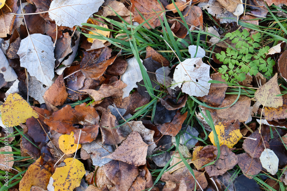 Close-up view of colorful autumn leaves scattered on the ground, mixed with fresh green grass and small plants, highlighting the contrast of fall and nature's renewal Close-up view of colorful autumn leaves scattered on the ground, mixed with fresh green grass and small plants, highlighting the contrast of fall and nature's renewal