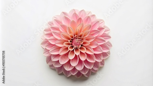 Minimalist Pink Dahlia Flower Top View for Mother's Day - Beautiful Flat Lay PNG Image of a Single Blossom Isolated on White Background