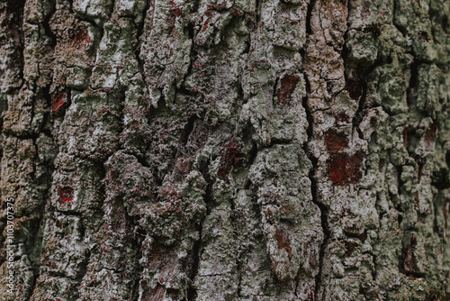 tree bark texture on background