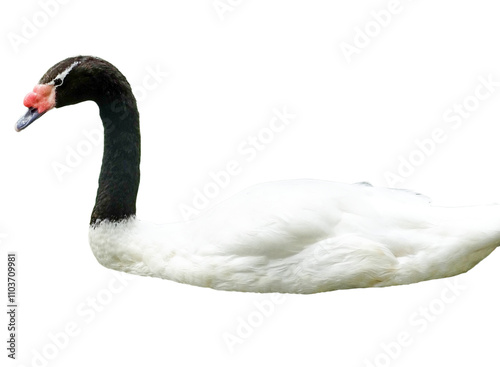 Black-necked swan (Cygnus melancoryphus) isolated on white background photo