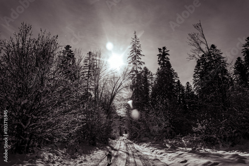 Landscapes - Forest - Europe, Romania, Suceava region