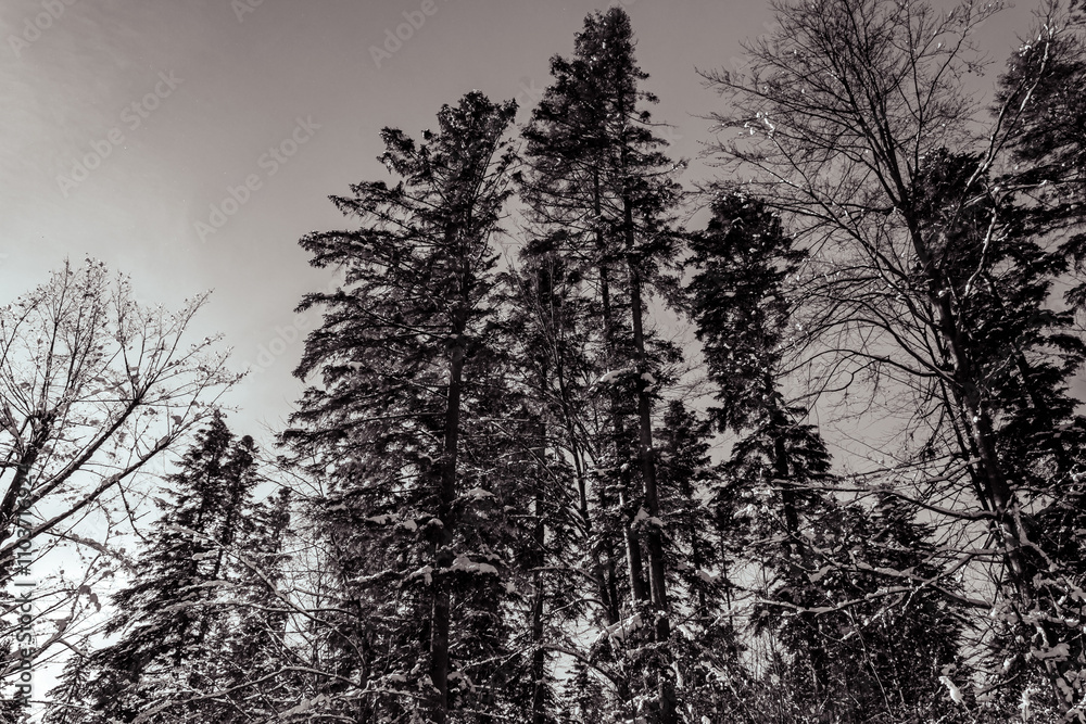 Landscapes - Forest - Europe, Romania, Suceava region