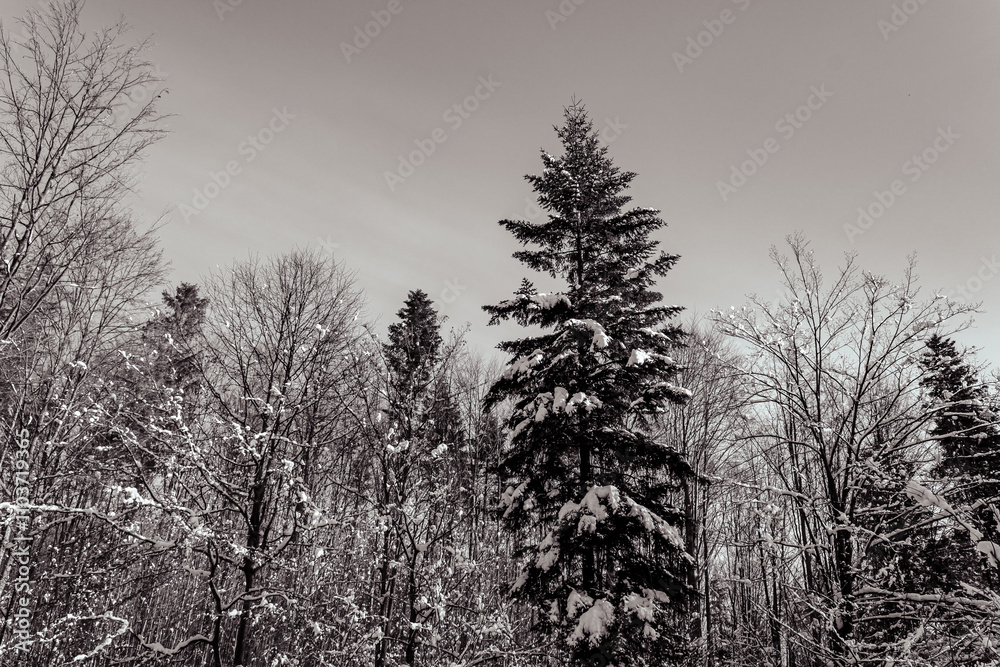 Landscapes - Forest - Europe, Romania, Suceava region Landscapes - Forest - Europe, Romania, Suceava region