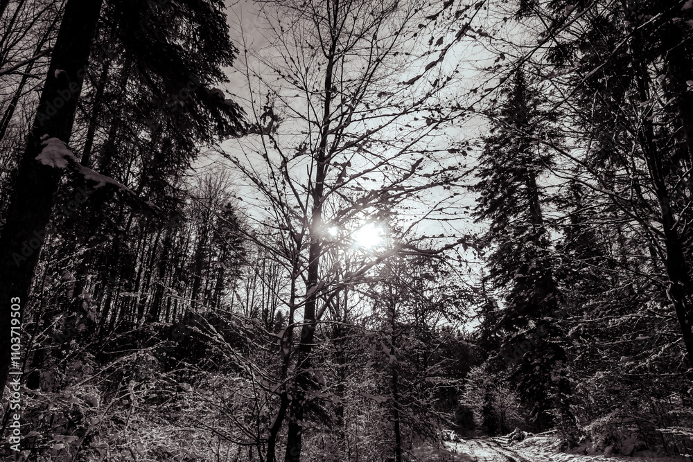 Landscapes - Forest - Europe, Romania, Suceava region Landscapes - Forest - Europe, Romania, Suceava region