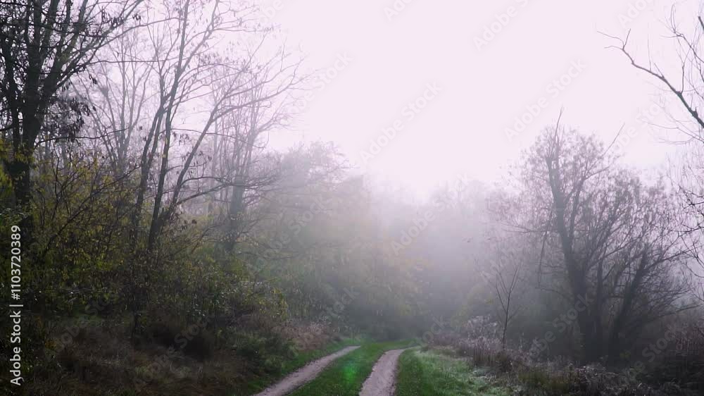 Misty forest path during early morning light with fog creating a serene atmosphere Misty forest path during early morning light with fog creating a serene atmosphere