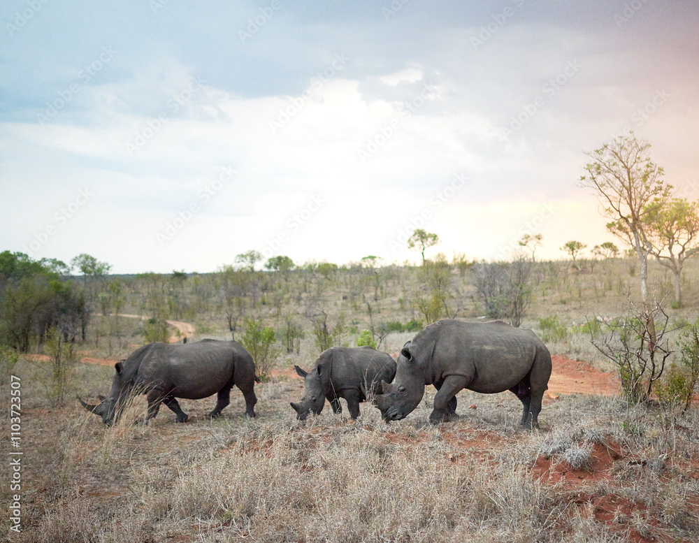 Fototapeta premium Rhino, group and safari sunset for conservation, protection and big game survival for savannah tourism. Protected indigenous animal, herd and serengeti ecology for wildlife and endangered species