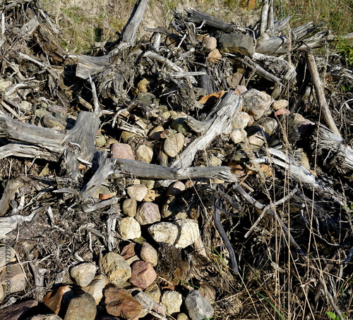 Stillleben am Wegesrand photo