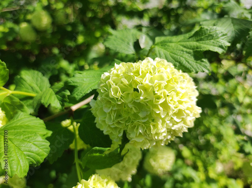 blooming snowball bush viburnum in spring photo