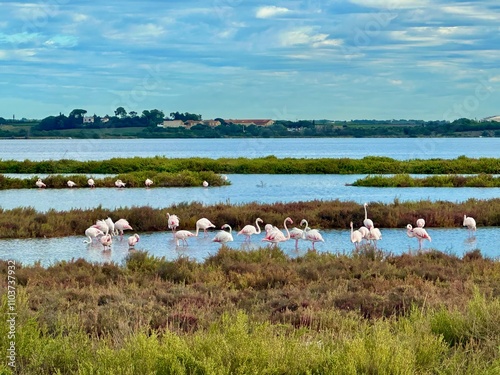 Tranquil Landscape of Étang du Méjean with Flamingos in Natural Wetlands near Montpellier