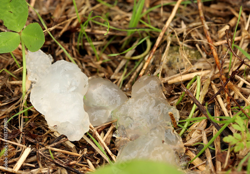 Rare photo of star Jelly. An opaque gelatinous substance also known as astromyxin or astral jelly, resting on grass, sticks and twigs. 
