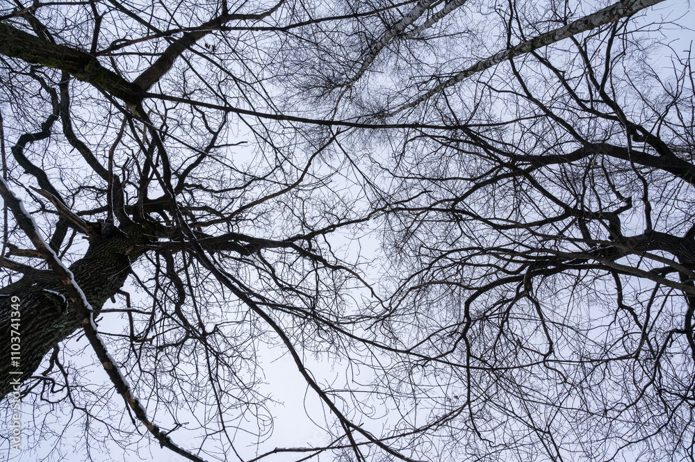 Fototapeta premium Tree branch. View from below on tree branches in winter. Trees silhouette in sky. Nature forest background.