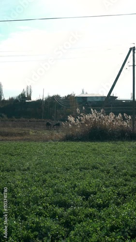 A wide lawn is green in the field