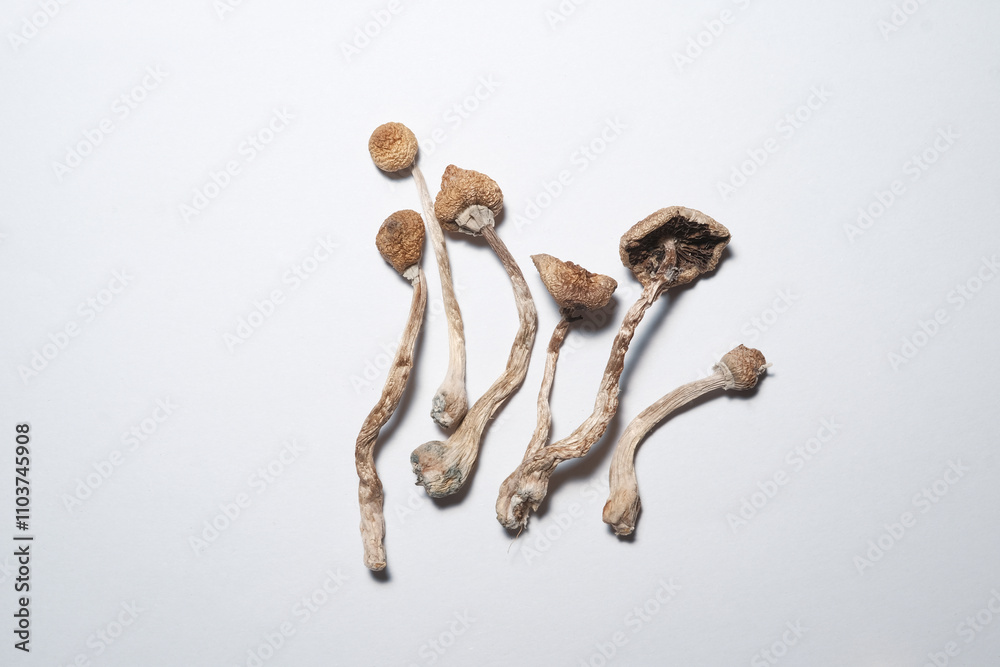 Dried Psilocybe Cubensis hallucinogen magic mushroom on the white background. Top view, close-up, isolate Dried Psilocybe Cubensis hallucinogen magic mushroom on the white background. Top view, close-up, isolate