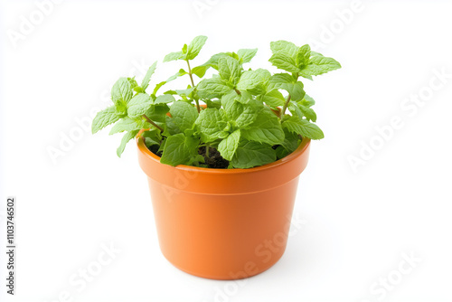 Fresh peppermint in gardening pot isolated on white background, Selective focus green leaf mint for cooking in pot on white.