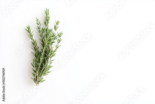 Bunch of rosemary isolated on white background, Selective focus fresh harvest rosemary on white.