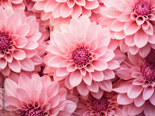 Detailed closeup of a colorful pink flower background in full bloom