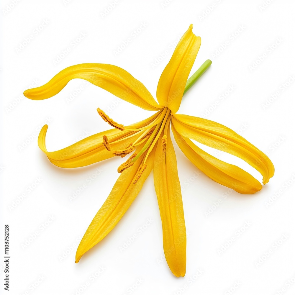 Golden Yellow Flower with Long Petals Isolated on White Background