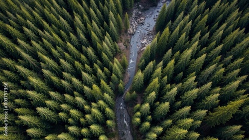 Aerial view of lush conifer forest taiga with stream, firs, cedars, brook, green trees, high above, firs
